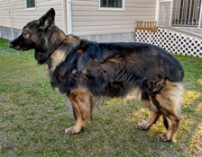 V-rosco-1