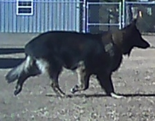 V-rosco-5