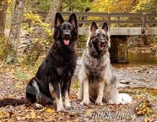 BlueRidge Mtn Shilohs