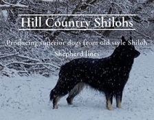 hill-country-shilohs