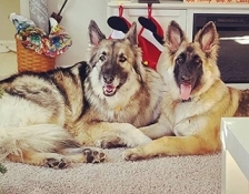ohana-homestead-shilohs