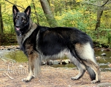 templar-shilohs