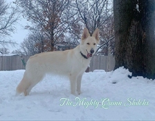the-mighty-quinn-shilohs