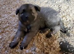092822-blueBoy-jnl