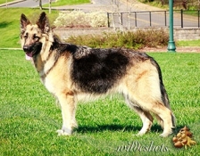 CRS Bonnie Lass
