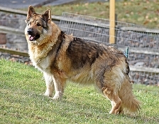 carinshilohs-maggie(2)