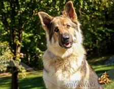 jnlpocono-maggie