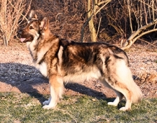 kurek-hercules(2)