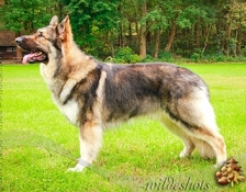 kurek-hercules(3)