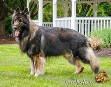Lester Pack SC23