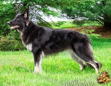 NFShilohs Astra Grace