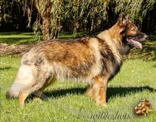 ridgewood-chancelor(2)