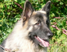 ridgewood-samson(2)