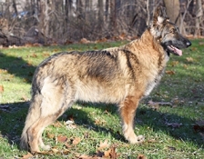 ridgewood-winnie