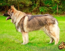 RSS Orson