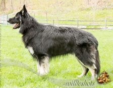 ridgewoods-zeus