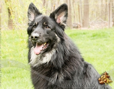 ridgewoods-zeus2