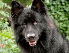 rivercrest-joey(2)