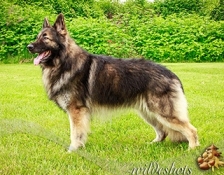 RCS Logan