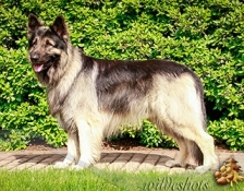 stardust-cole(2)
