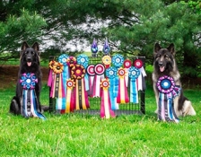 AWARDS-POINT TALLY