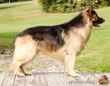 BREED STANDARD