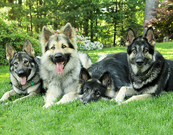 ISSDC Shiloh Shepherd