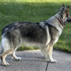Mika/Odin