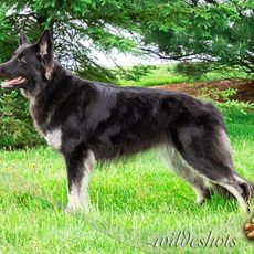 AstraGrace/Bear