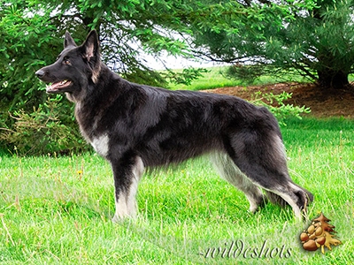 AstraGrace/Bear AstraGrace/Bear
