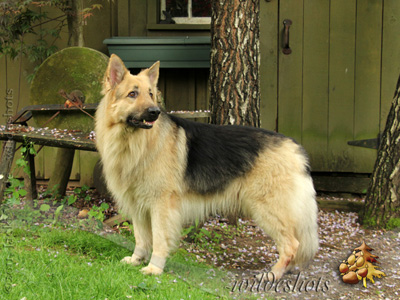 Kodiak’s Wheels